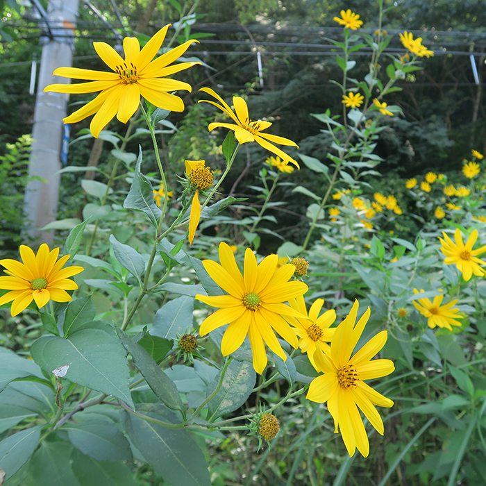 四季折々の花を随時掲載しています 野の花を鑑賞する時の参考にしてください アレチウリ 高梁川沿いの草むらで淡い緑色の花を咲かせるアレチウリ 日に金谷で撮影した ウリ科のツル性１年草で原産地は北アメリカ 昭和年代に輸入大豆に