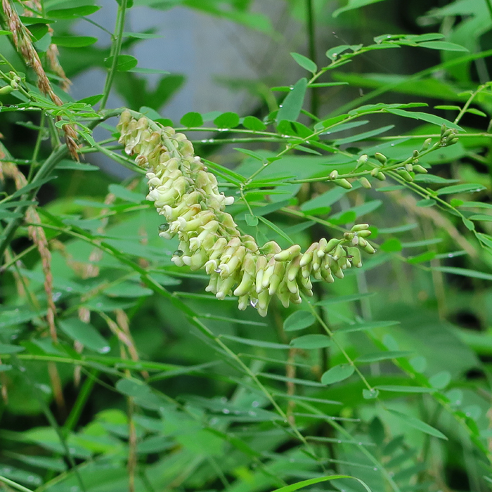 四季折々の花を随時掲載しています 野の花を鑑賞する時の参考にしてください アレチウリ 高梁川沿いの草むらで淡い緑色の花を咲かせるアレチウリ 日に金谷で撮影した ウリ科のツル性１年草で原産地は北アメリカ 昭和年代に輸入大豆に