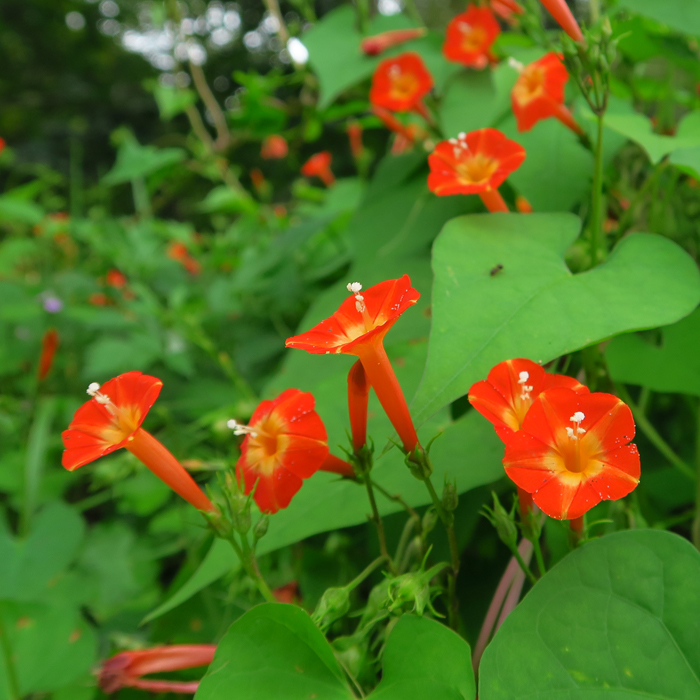 四季折々の花を随時掲載しています 野の花を鑑賞する時の参考にしてください アレチウリ 高梁川沿いの草むらで淡い緑色の花を咲かせるアレチウリ 日に金谷で撮影した ウリ科のツル性１年草で原産地は北アメリカ 昭和年代に輸入大豆に